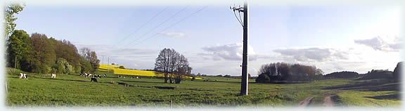 Weidenlandschaft